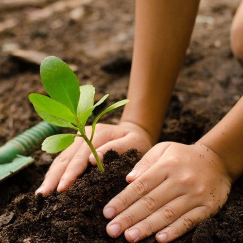 Plant a tree with your order - Thumbnail 1